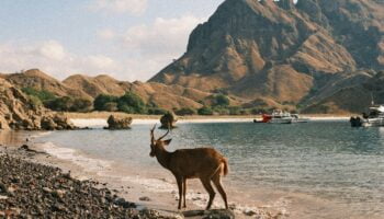 dhiemas-afif-febriyan-n2MGv35Z7ik-unsplash